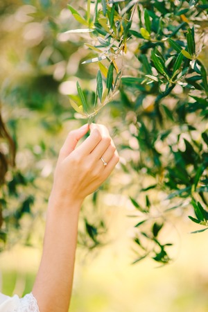 Olive branch in female hands. Hands of the bride. Wedding in Montenegroの写真素材
