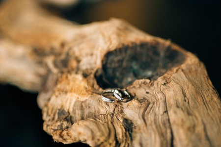 Wedding rings on a tree bark. Jewelry at the wedding.の写真素材