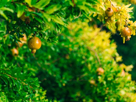 The medium-sized pomegranate fruit on the tree green in Montenegro.の写真素材