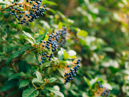 Sambucus branch on the tree. Blue berries. Flora of Montenegro.の写真素材