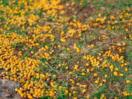 Date palm in Montenegro. Fruit on the palm tree.の写真素材