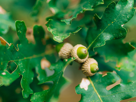Green leaves of oak and acorns on the tree of oak.の写真素材