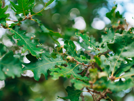 Green leaves of oak and acorns on the tree of oak.の写真素材
