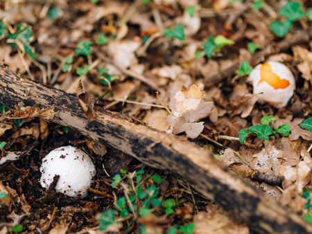 Rare mushroom in the woods in the grass. Amanita Caesarea, Kesarev mushroom Royal mushroom .の写真素材