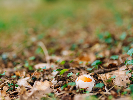 Rare mushroom in the woods in the grass. Amanita Caesarea, Kesarev mushroom Royal mushroom .の写真素材