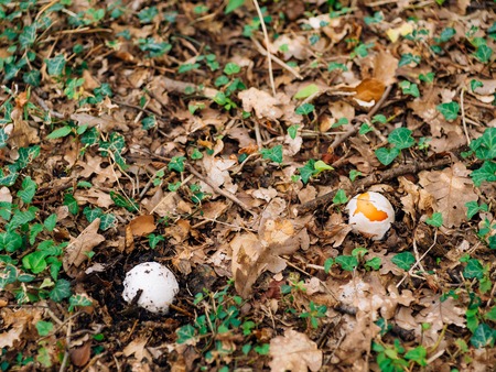 Rare mushroom in the woods in the grass. Amanita Caesarea, Kesarev mushroom Royal mushroom .の写真素材