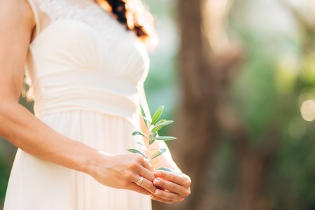 Olive branch in tender female hands. Wedding in Montenegro.の写真素材