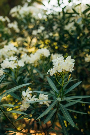 Flowers and plants in Montenegro. Montenegrin flora.の写真素材