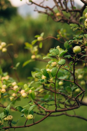 Green apples on a branch ready to be harvested, outdoors, selective focusの写真素材