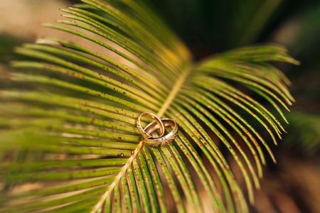Gold wedding rings on a wooden backgroundの写真素材