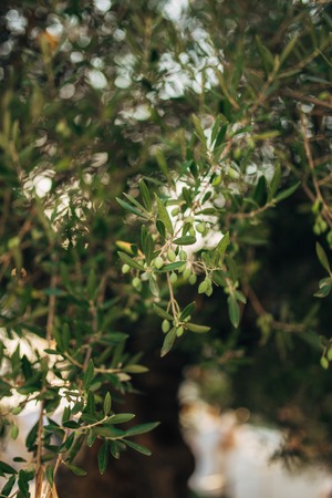 Branches and leaves of an olive tree in an olive grove in Montenegro.