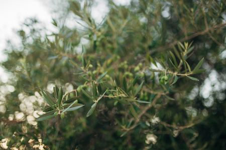 Branches and leaves of an olive tree in an olive grove in Montenegro.の写真素材