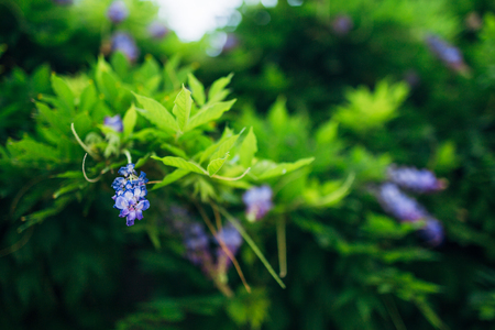 Beauty rooted in the large wisteria trellis, 150 year old wisteriaの写真素材