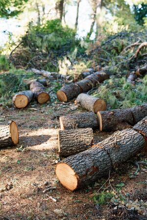 Sawn tree trunk. The gray wood was cut into stumps in the forest. Firewood from the sawed pine trees...