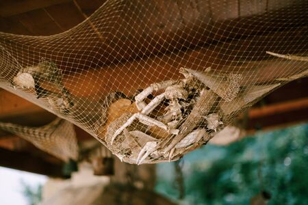 The limbs of sea dwellers - crabs, lobsters, mussels, hang in the mesh under the ceiling as a decoration, an element of interior decorの写真素材