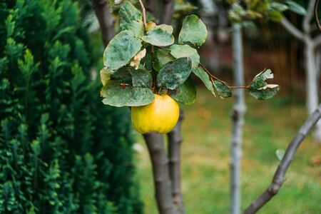 Yellow quince fruit on a tree. Organic natural quince apples on the tree at fall.の写真素材