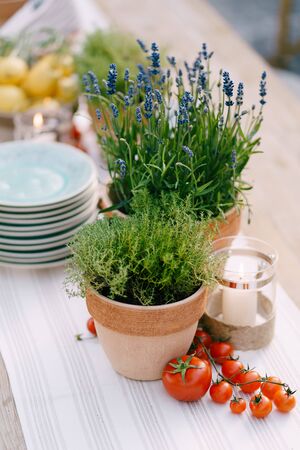 Wedding dinner table reception at sunset outside. Ancient rectangular wooden tables with rag runner, wooden vintage chairs, lavender pots, cherry tomatoes and clay pots with lemons on tablesの写真素材