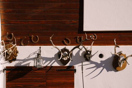 Deer horns are hanging on the wall. Three pairs of antlers and one goat hang on a white stone wall with metal horseshoes.の写真素材
