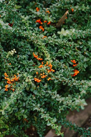 Orange little berries on a green bush. Pyracantha is a genus of prickly evergreen shrubs from the Rosaceae family.の写真素材