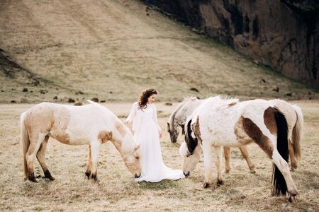 The bride in a white wedding dress among the herd of horses. Light horses are sniffing a dress. Destination Iceland wedding photo session with Icelandic horses.の写真素材