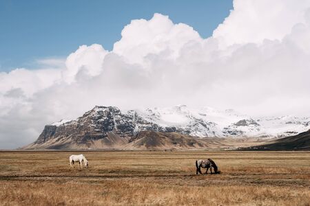 Two horses graze against the backdrop of a rocky snow-capped mountain and white velvet clouds in the blue sky. The Icelandic horse is a breed of horse grown in Iceland.の写真素材