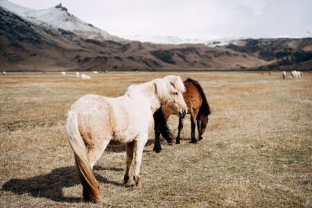 The Icelandic horse is a breed of horse grown in Iceland. Two horses - white and brown. Luxurious mane and tail.の写真素材