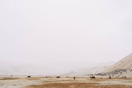 A wide outline of a horse grazing on a field amid a snow cover. Mountains are not visible due to falling snow. The Icelandic horse is a breed of horse grown in Iceland.の写真素材