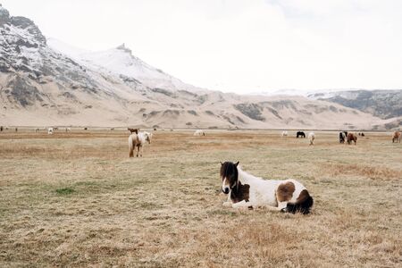 The Icelandic horse is a breed of horse grown in Iceland. the horse lay down to rest on the grass, against the background of the herd and snow-capped mountains.の写真素材