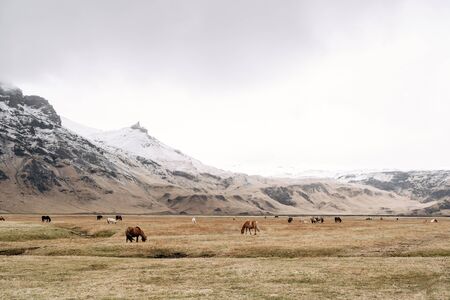 The Icelandic horse is a breed of horse grown in Iceland. Herds of horses graze freely on a huge field surrounded by rocky mountains with snow-capped peaks.の写真素材