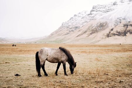 A black and white horse grazes in a field, eats yellow dry grass, against the backdrop of a snowy mountain. The Icelandic horse is a breed of horse grown in Iceland.の写真素材