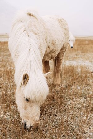 A close-up of a cream-colored horse. Eats yellow dry snow-covered grass in the field. Beautiful white combed mane. The Icelandic horse is a breed of horse grown in Iceland.の写真素材