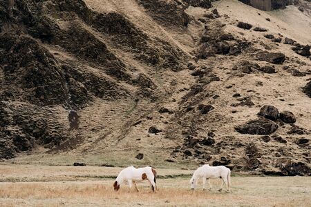 Two white horses graze in a field against a rocky mountain. The Icelandic horse is a breed of horse grown in Iceland.の写真素材