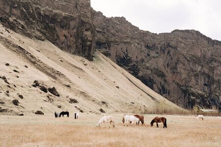 Many colorful horses graze in a field against the mountain. The Icelandic horse is a breed of horse grown in Iceland.の写真素材