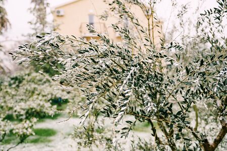 Snow-covered street in Budva, Montenegro. A rare occurrence for a warm climate. Olive tree sprinkled with snow.の写真素材