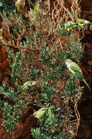 The green parrot monk or Kalita, or Myiopsitta monachus in the Park Guell, Barcelona, Spain.の写真素材