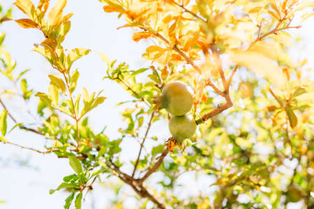 Two green pomegranate fruits on a tree branch.の写真素材
