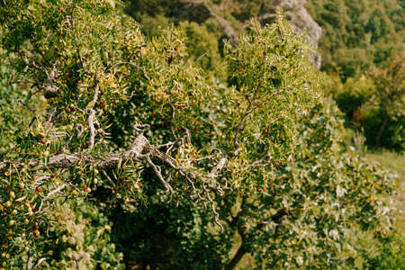 Close-up of tree branches with fruits Zizyphus.の写真素材