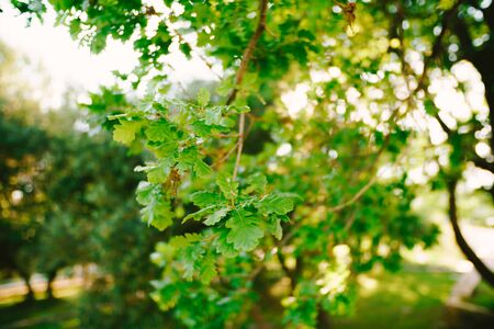 Oak leaves on the tree branches, close-up.の写真素材