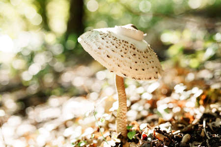 Lepiota mushroom in the grass with autumn foliage in the forest.の写真素材