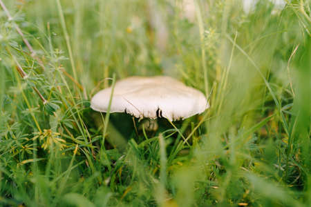 Lepiota mushroom in the grass with autumn foliage in the forest.の写真素材