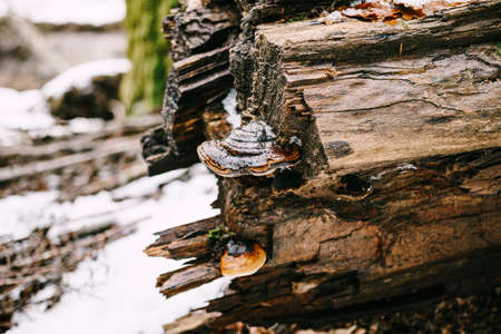 Brilliant mushrooms on a tree that fell in the woods.の写真素材