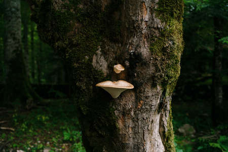 White young mushrooms tinderbox on a tree in the woods.の写真素材