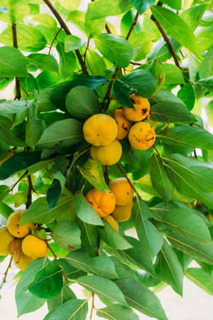Orange and yellow ripe persimmon fruits on tree branches.