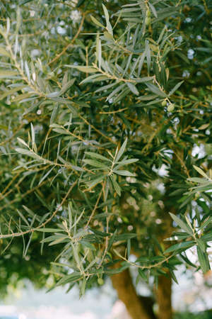 Olive branches on a tree. Green fruit among the foliage.