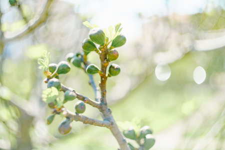 Lots of young figs on the spring tree, blossoming leaves.の写真素材