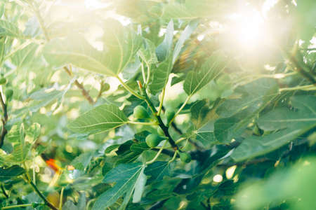 Green fig fruit on tree branches. Bright sun flare of foliage.