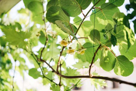 Flowering kiwi flowers on tree branches among the foliage.の写真素材