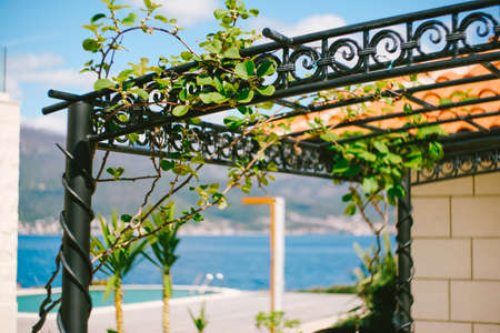 Liana the Kiwi tree is curly in the forched gazebo in the yard of the house.の写真素材