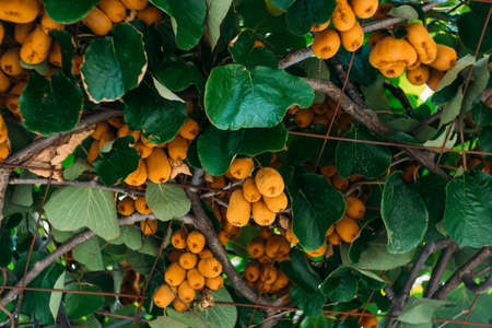 Large ripe brown kiwi fruit hang on a tree
