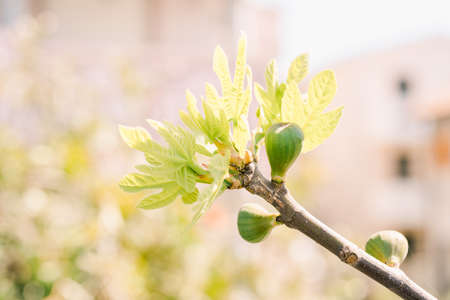 A branch on a fig tree with small fruits and recently dissolved leaves.の写真素材